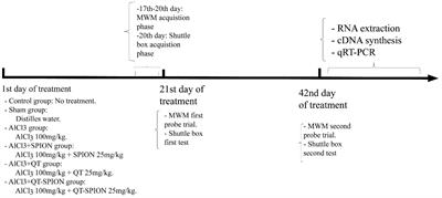 Quercetin-Conjugated Superparamagnetic Iron Oxide Nanoparticles Protect AlCl3-Induced Neurotoxicity in a Rat Model of Alzheimer’s Disease via Antioxidant Genes, APP Gene, and miRNA-101